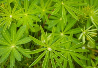 Islak lupin yaprakları Lupinus poliphyllus ve yağmur damlaları. Çiçeklerden önce Lupine bitkisi, eşsiz yaprak şeklindeki yeşil yıldız. Seçici odak, bulanık arkaplan, kimse