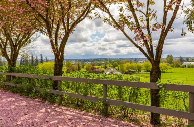 Çiçek açan güzel kiraz ağaçlarıyla süslenmiş bir sokak bahçesi manzarası. Sokak fotoğrafı, hiç kimse, seçici odak