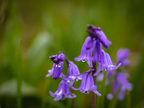 Bluebells Hyacinthoides Non Scripta Wild Bluebells Close Rain Drops Blooming — Foto de Stock