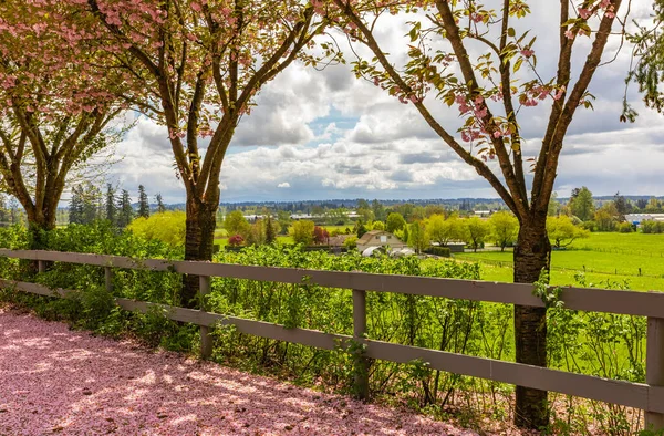 Çiçek açan güzel kiraz ağaçlarıyla süslenmiş bir sokak bahçesi manzarası. Sokak fotoğrafı, hiç kimse, seçici odak