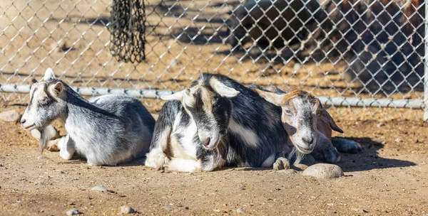 Closeup Shot Domestic Goats Farm Goats Resting Ground Farm Animal — Zdjęcie stockowe