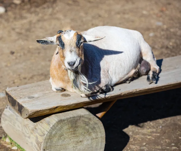 Çiftlikteki Evcil Bir Keçinin Yakın Çekimi Keçi Ahşap Bankta Dinleniyor — Stok fotoğraf
