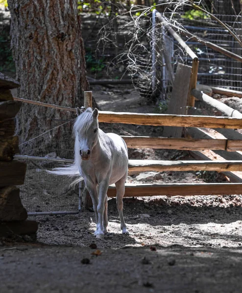 Amerykański Miniaturowy Koń Żrebię Palomino Stajni Zdjęcie Uliczne Ostrość Selektywna — Zdjęcie stockowe
