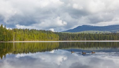 Maple Ridge, BC Kanada 'daki Whonnock göl parkı. Güzel bir göl manzarası. Seyahat fotoğrafı, hiç kimse, seçici odak.