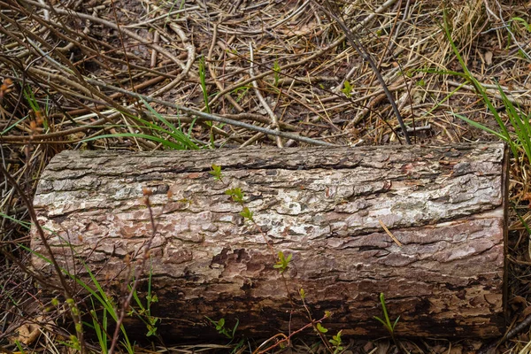 Pedaço Madeira Log Com Floresta Fundo Madeira Velha Tronco Árvore — Fotografia de Stock