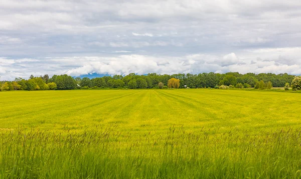 Travnaté Pole Zelená Letní Krajina Pohled Jasně Zelené Pole Zemědělské — Stock fotografie