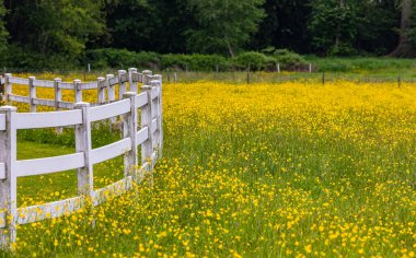 Çiftlik arazilerinde tipik beyaz ahşap çitler. Kırsal alanda yaz çayırı. Seyahat fotoğrafı, seçici odak, kimse yok..