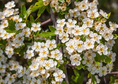 Hawthorn çiçekleri. Bulanık bir arka planda beyaz dikenli çiçekler. Sokak fotoğrafı, hiç kimse, seçici odak