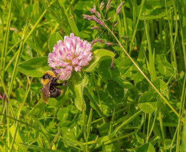 Pembe yoncadaki bir arı polenleri toplar, tatlım. Arı tarafından bal alımı. Arı tarafından bal toplanıyor. Seçici odaklanma, kimse