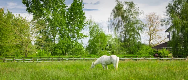 Schimmel Steht Auf Einer Grünen Wiese Ein Pferd Weidet Auf — Stockfoto