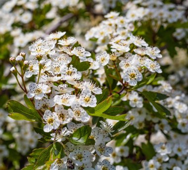 Hawthorn çiçekleri. Bulanık bir arka planda beyaz dikenli çiçekler. Sokak fotoğrafı, hiç kimse, seçici odak