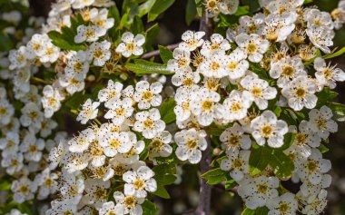Hawthorn çiçekleri. Bulanık bir arka planda beyaz dikenli çiçekler. Sokak fotoğrafı, hiç kimse, seçici odak