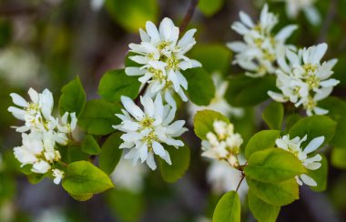Amelanchier ailesi Rosaceae, Mayıs ayı sonunda açık beyaz çiçeklerle çiçek açar. Seçici odaklanma, bulanık, hiç kimse, kapat