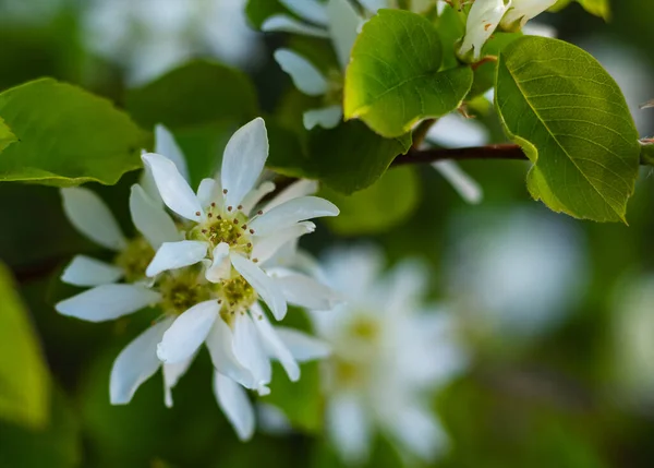 Родина Amelanchier Rosaceae Цвіте Кінці Травня Білими Повітряними Квітами Вибіркові — стокове фото