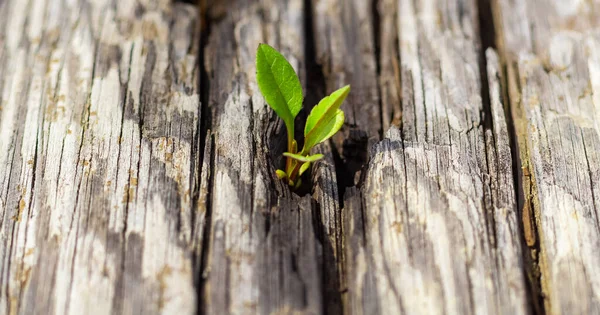Nouă Viață Începe Germenii Frunze Verzi Ciot Copaci Morți Recuperarea — Fotografie, imagine de stoc