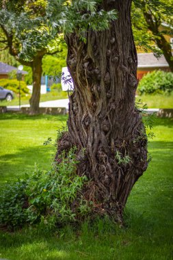 Bükülmüş gövdeli büyük bir ağaç. Parkta eğri büğrü büğrü duran yaşlı bir ağaç. Seçici odaklanma, bulanık, hiç kimse
