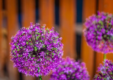 Güzel mor çiçekler Allium giganteum, Cultivar Globemaster. Dev Soğan Çiçeği. Allium süslemeli soğan tarlası. Birkaç tomurcuk açan Allium çiçeği. Seçici odaklanma, kimse