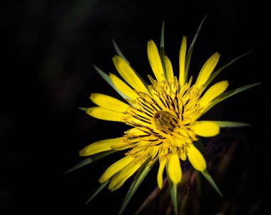 Meadow Salsify Tragopogon pratensis. Sarı salyangoz çiçeği. Tragopogon dubius. Bulanık koyu arkaplan, sığ alan derinliği, hiç kimse, seçici odak, metin için kopyalama alanı