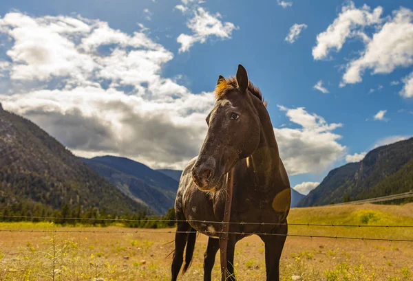 Wildpferd Auf Der Bergwiese Vor Blauem Himmel Wildpferd Ruhe Selektiver — Stockfoto