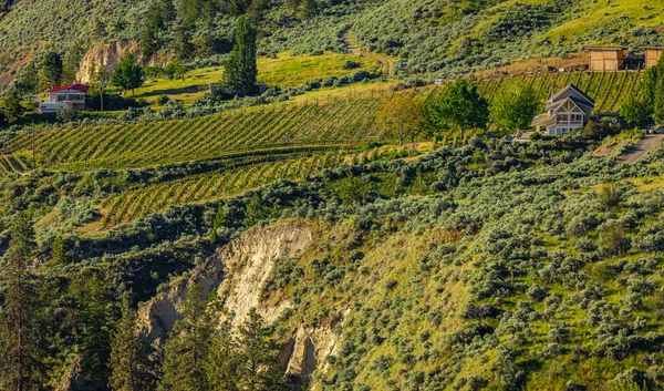 Vue Été Sur Les Vignobles Kelowna Entourant Lac Okanagan Avec — Photo