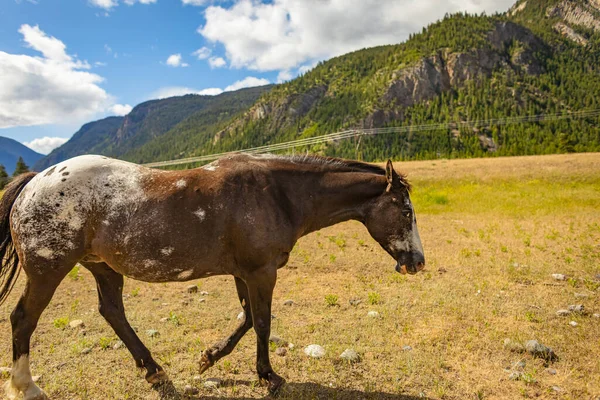 Wildpferd Auf Der Bergwiese Vor Blauem Himmel Wildpferd Ruhe Selektiver — Stockfoto