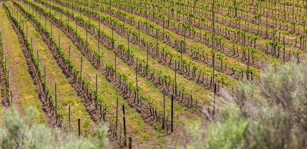 Dolina Okanagan Winnice Pobliżu Penticton Kolumbia Brytyjska Kraj Winiarski Zachodniej — Zdjęcie stockowe