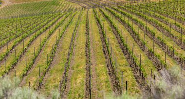 Okanagan Vadisi, Penticton yakınlarındaki üzüm bağları, British Columbia. Batı Kanada 'da şarap ülkesi. Üzüm sıraları Kelowna yakınlarındaki Okanagan Gölü sularına uzanıyor. seyahat fotoğrafı, hiç kimse, seçici odak