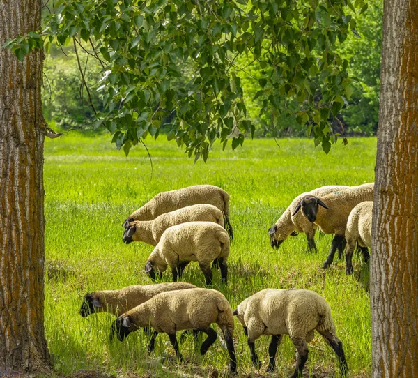 A group of sheep on a pasture stand next to each other. A small herd of Suffolk sheep with black face and legs in a summer meadow-travel photo, no people, selective focus, blurred