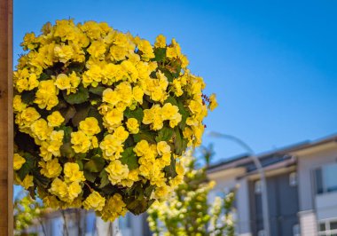Balkonda asılı renkli sarı çiçek sepetleri. Süs bitkisindeki yaz çiçekleri. Sokak fotoğrafı, hiç kimse, seçici odak