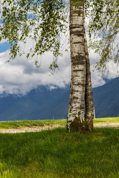 Eenzame Berk Groene Heuvel Zomer Zonnige Dag Prachtige Boom Het — Stockfoto