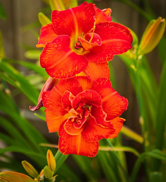 Red gladiolus flowers on natural background. Gorgeous orange gladiolus flower in the garden. Nobody, selective focus
