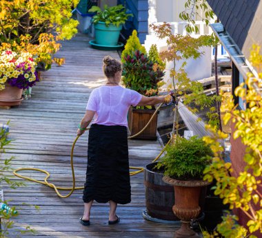 Gardening and people concept. Woman with watering hose pouring water to flowers and plants in her garden on a sunny summer day-July 29,2022-Vancouver BC Canada