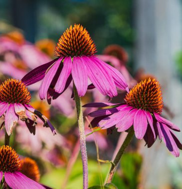 Pembe Çiçekli Echinacea Purpurea Magnus Coneflower Bitkisi 'nin Kapanışı. Sığ alan derinliği, hiç kimse, seçici odaklanma