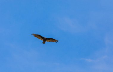 Gökyüzünde uçan hindi akbabası. Turkey Vulture, Cathartes aura, Kuzey Amerika Vancouver Adası 'nda uçuyor. Seyahat fotoğrafı, metin için kopyalama alanı, insan yok, ornitoloji kavramı