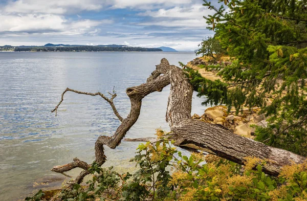 Landscape Seashore Pacific Rim National Park Vancouver Island British Columbia — Φωτογραφία Αρχείου