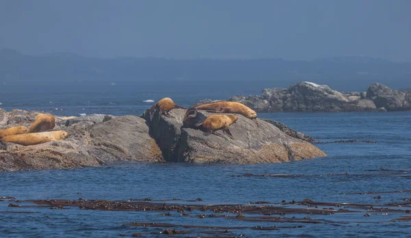 Sea Lions close to Vancouver Island British Columbia, Canada. Sea Lion Colony on the small island on summer season. Nobody, travel photo