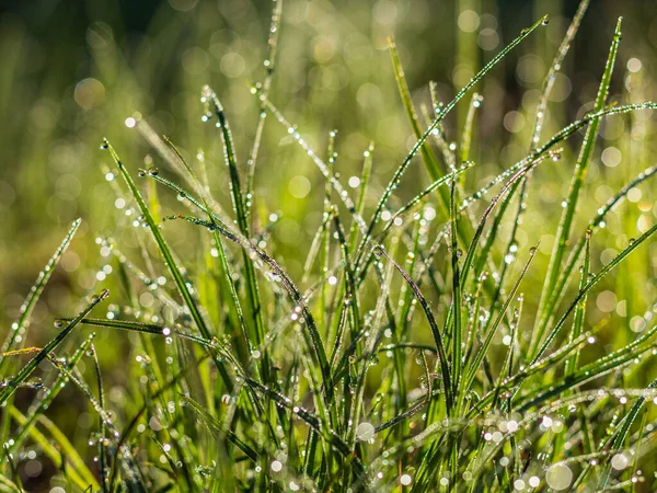 Fresh Green Grass Dew Drops Morning Sunny Light Beautiful Nature — Stok fotoğraf