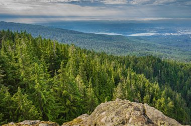 Pine Tree Forrest in the Mountains in British Columbia Canada. View from the top of green pine trees forest in high mountains landscape. Nobody, selective focus, travel photo