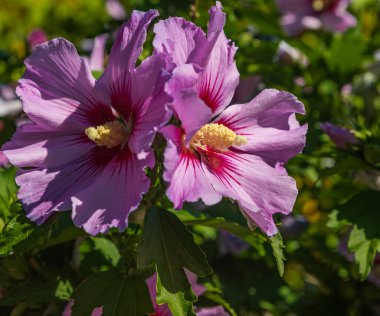Pink Hibiscus syriacus flowering in the garden.Common names as rose of Sharon,Syrian ketmia, shrub althea and rose mallow.It is the national flower of South Korea. Nobody