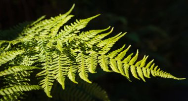 Beautiful fern leaf texture in nature with sunlight. Natural ferns in the dark background. Fern leaves Close up. Fern plants in forest. Background nature concept. Nobody
