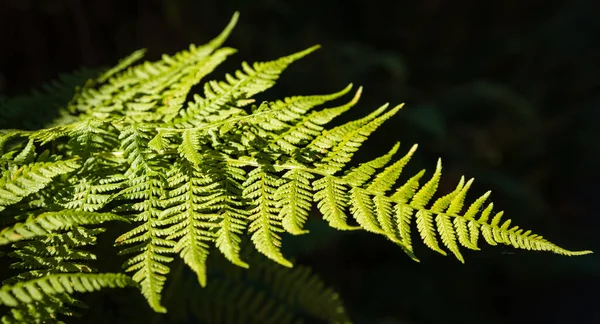 Beautiful fern leaf texture in nature with sunlight. Natural ferns in the dark background. Fern leaves Close up. Fern plants in forest. Background nature concept. Nobody