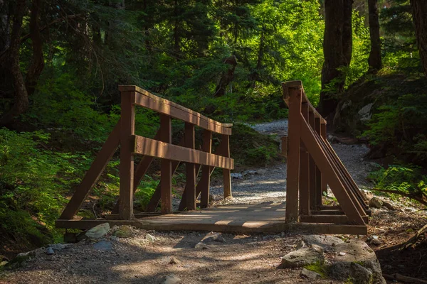 Eco path wooden walkway in the forest. Ecological trail path. Wooden path in the National park in Canada. Travel photo, selective focus, nobody