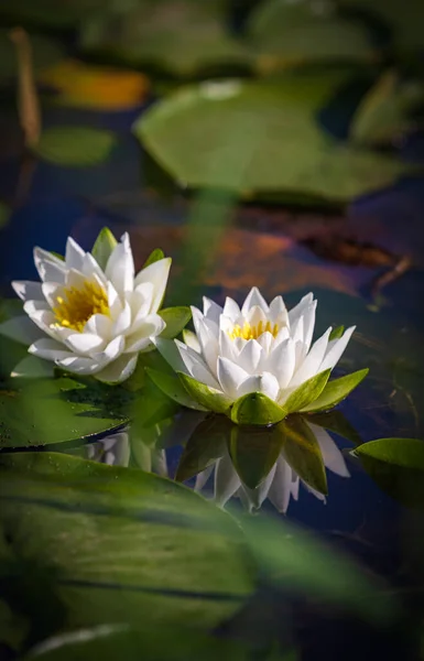 Beautiful White Pygmy Water Lily Small Pond Reflection Nobody Travel — Stockfoto