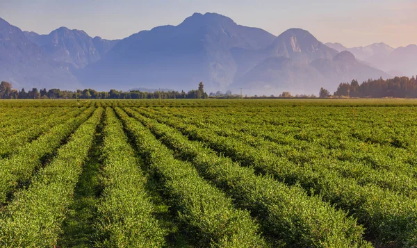 Blueberry field and mountains in the distance in British Columbia, blueberries ready for harvesting. Blueberry farm in Vancouver BC. Nobody, blurred, selective focus