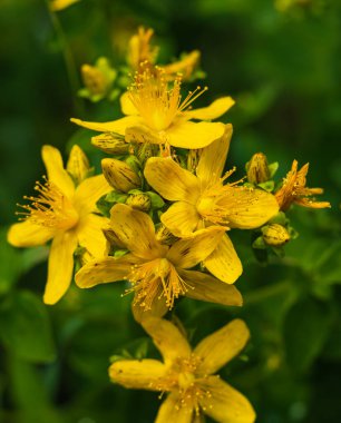 Hypericum perforatum, known as St John's wort, common or perforate St John's-wort. Medicinal herbs growing in wild meadow. Natural herbal medicine, ecology, summer season. Nobody