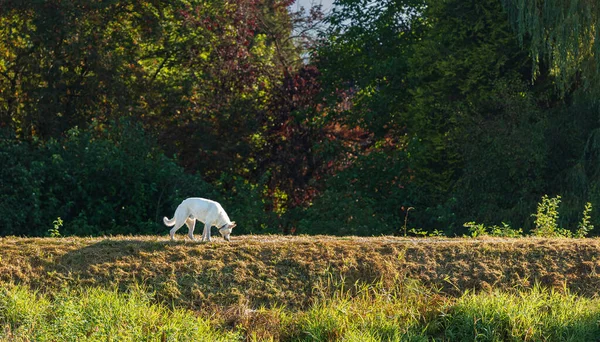 Білий Швейцарський Вівчар Білий Собака Прогулянці Літньому Лісі Фото Природи — стокове фото