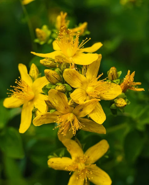 Hypericum perforatum, known as St John\'s wort, common or perforate St John\'s-wort. Medicinal herbs growing in wild meadow. Natural herbal medicine, ecology, summer season. Nobody