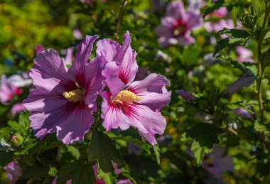 Pink Hibiscus syriacus flowering in the garden.Common names as rose of Sharon,Syrian ketmia, shrub althea and rose mallow.It is the national flower of South Korea. Nobody
