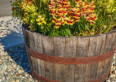 Planter made of barrel wood outdoors. Wooden planter with flowers on a street. Gardening, landscaping. Selective focus, nobody, copy space for text