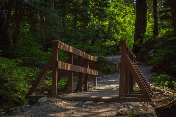 Eco path wooden walkway in the forest. Ecological trail path. Wooden path in the National park in Canada. Travel photo, selective focus, nobody